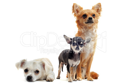 three  chihuahuas