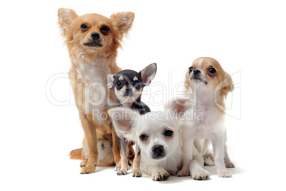 group of chihuahua