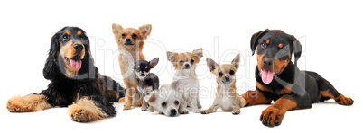 groupe of puppies