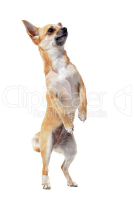 chihuahua upright