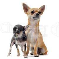 puppy chihuahua and female