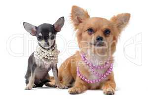 chihuahuas with pearl collar