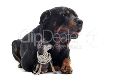 rottweiler and puppy chihuahua