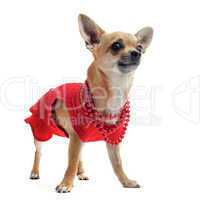 chihuahua with clothes