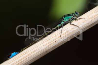 blue-tailed damselfly