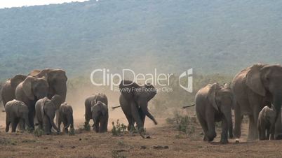 Group elephants walking
