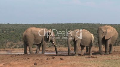 Group elephants near waterpool