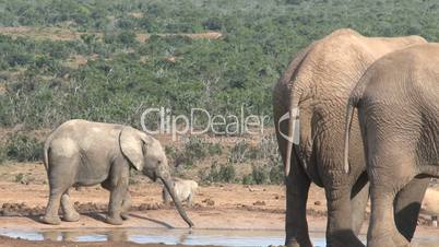 Little elephant drinking water