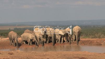 Big group elephant near waterpool