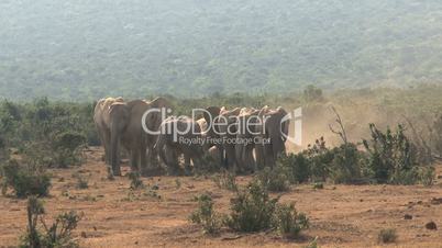 Big group elephants