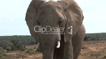 Elephant walks towards the camera