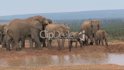 Big group elephant near waterpool