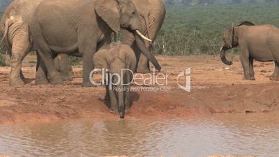 Little elephant drinking water