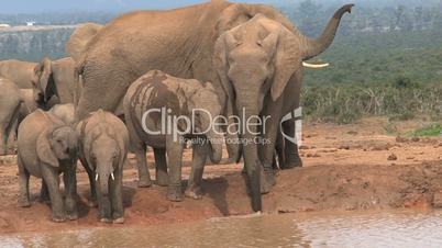 Group elephants drinking from the waterpool