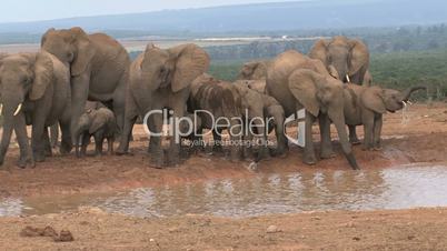 Group elephants drinking from the waterpool
