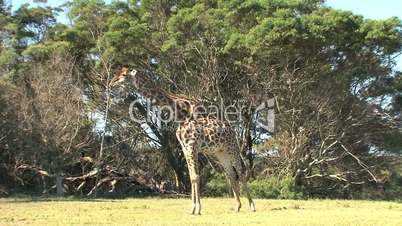 Giraffe (Giraffa camelopardalis)