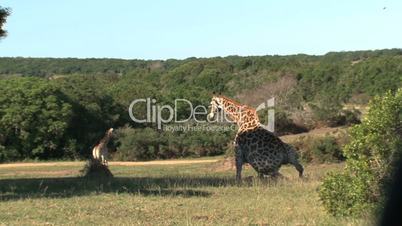 Giraffe (Giraffa camelopardalis)