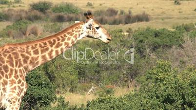 Giraffe (Giraffa camelopardalis)