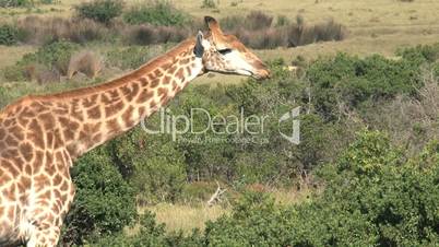 Giraffe (Giraffa camelopardalis)