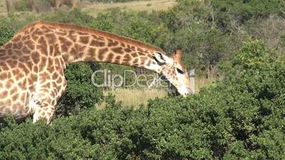 Giraffe (Giraffa camelopardalis)