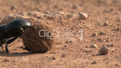 Heiliger Pillendreher (Scarabaeus sacer)