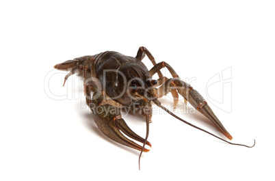 Crawfish on white background