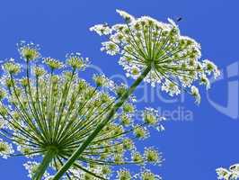 Giant Hogweed, in Latin: heracleum sphondylium