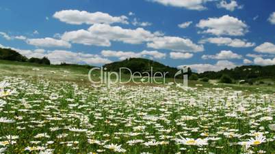 valley with camomile flowers