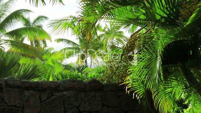 foliage of palm