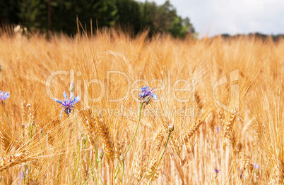 Gerstenfeld mit Kornblumen