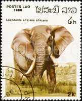 African elephant stamp.