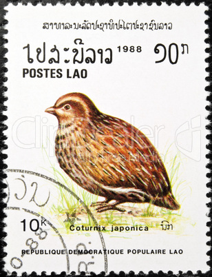 Japanese Quail bird stamp.