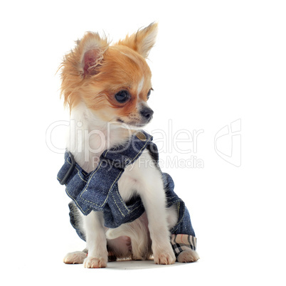 dressed chihuahua