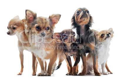 five chihuahuas