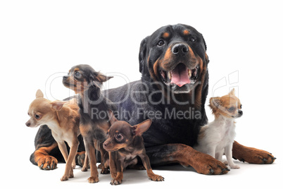 rottweiler and chihuahuas