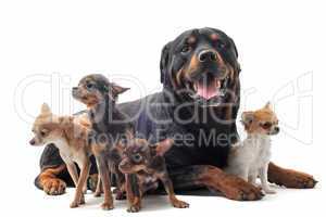 rottweiler and chihuahuas