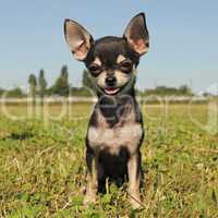 puppy chihuahua