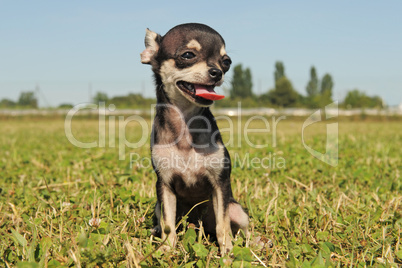 puppy chihuahua