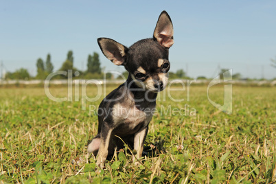 puppy chihuahua