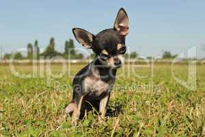 puppy chihuahua