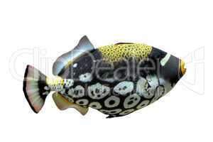Clown triggerfish - Balistoides conspicillum