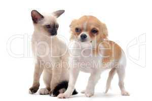 puppy chihuahua and kitten