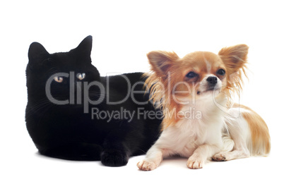chihuahua and cat