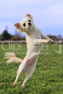 jumping chihuahua