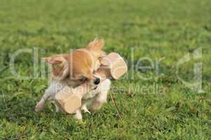 puppy chihuahua and stick