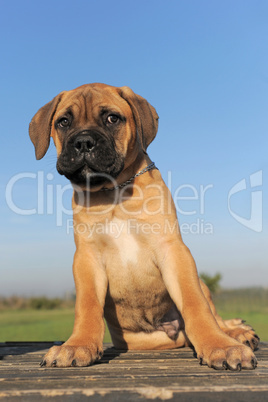 puppy Bull Mastiff