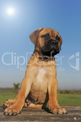 puppy Bull Mastiff