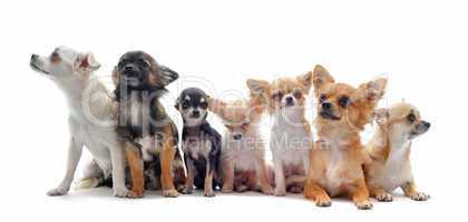 seven chihuahuas