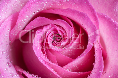 pink rose