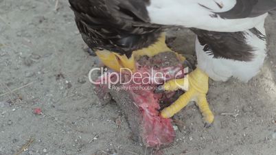steller's sea eagle eat meat
